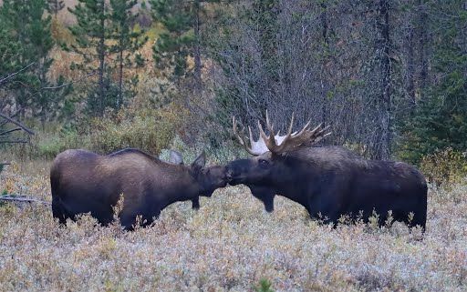 Two moose kissing. A field of fall willow and a pine forest behind. 
