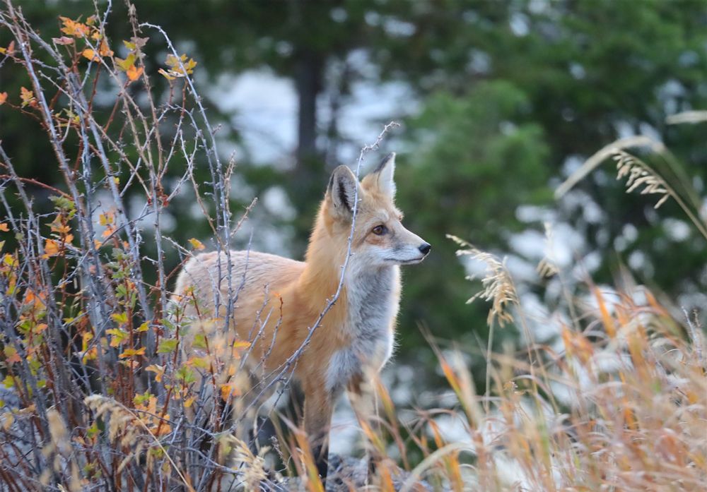 Fox looking out from the forest 