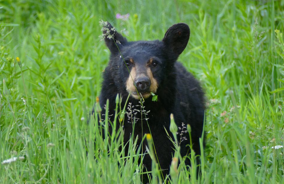 Black bear cub close up looking right at the camera 