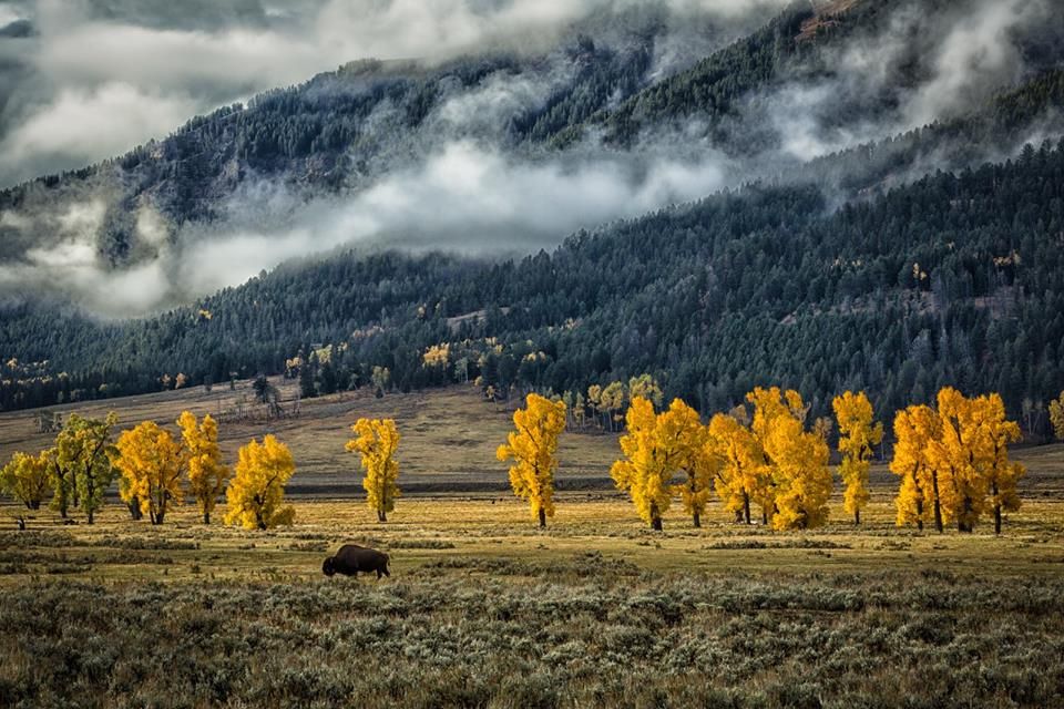 One of my favorite photos of the park
A lone Bison walking across a sage field in front of a row of cottonwood along the edge of the Lamar River with a pine forest rising up on the cloud draped mountains in the background 