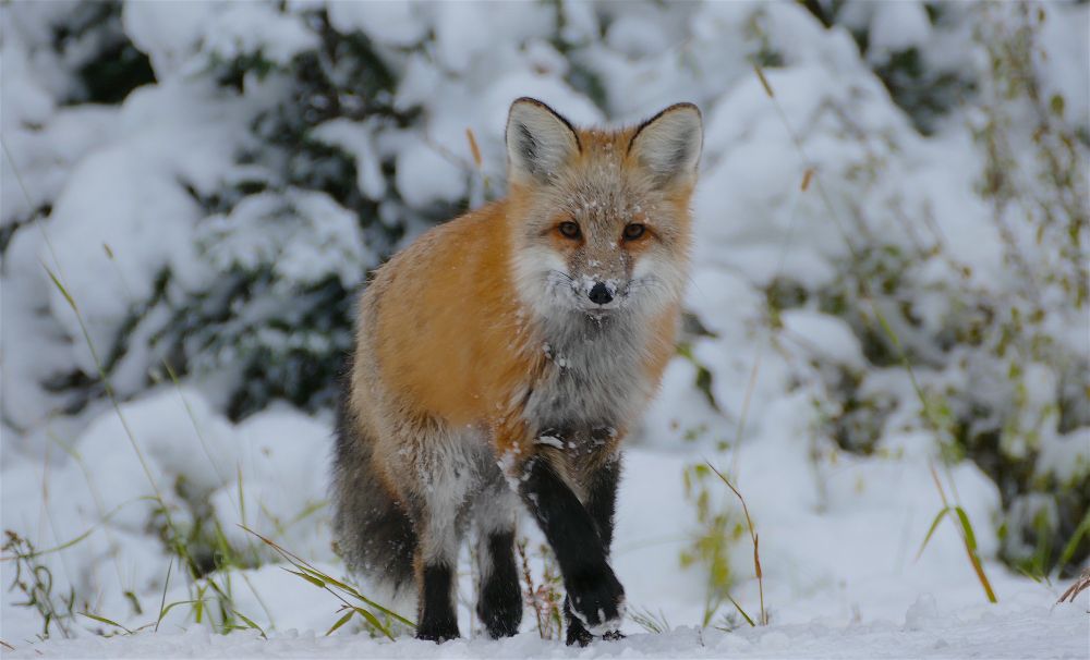 Fox looking right at the camera 