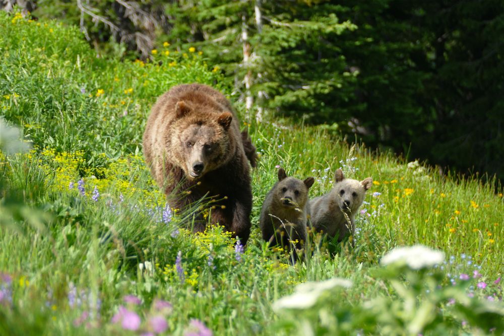 Mamma grizzly bear with two cubs in a field of wild flowers. 