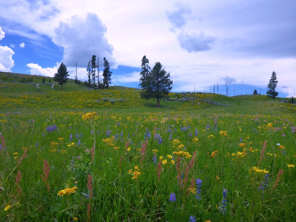 An endless field of mixed flowers stretching off to the horison. 