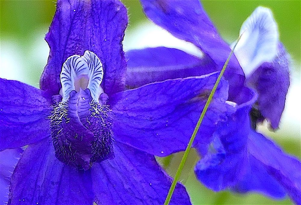 Wild Iris close up. 