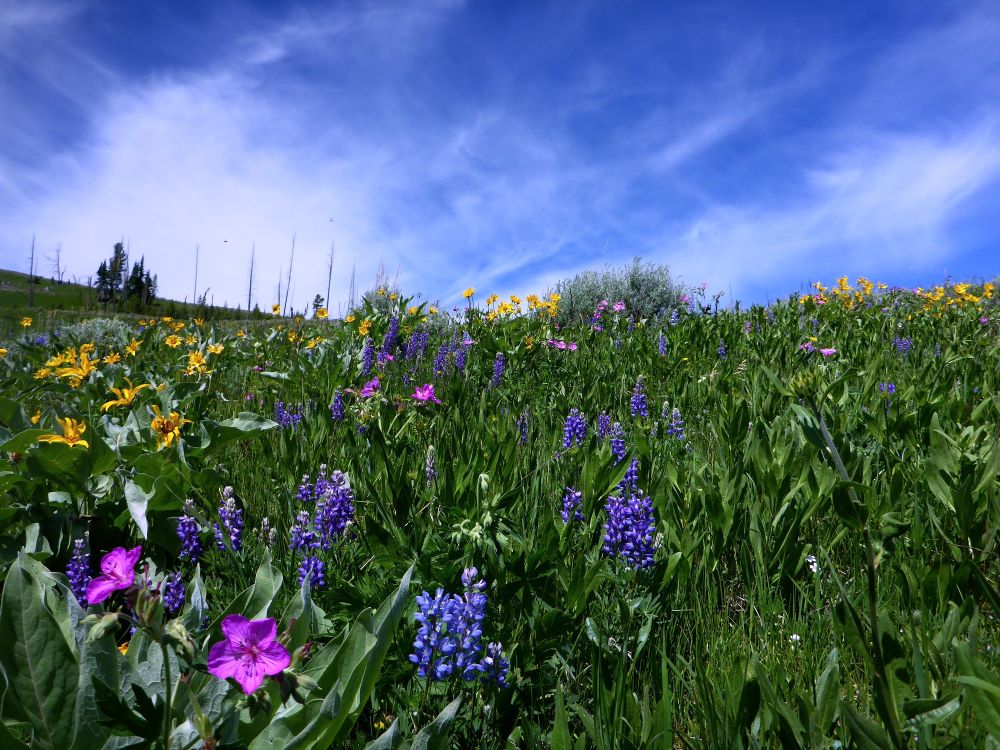 Taken with a really old pocket camera. Flowers leading off to the horizon with a blue sky and wispy clouds 