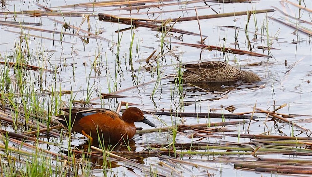 Ducks on a grass filled pond. 