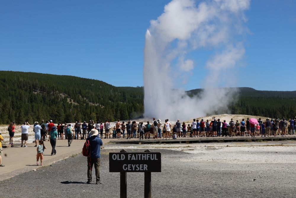 Old Faithful Geyser going off behind the sign for Old Faithful Geyser. 