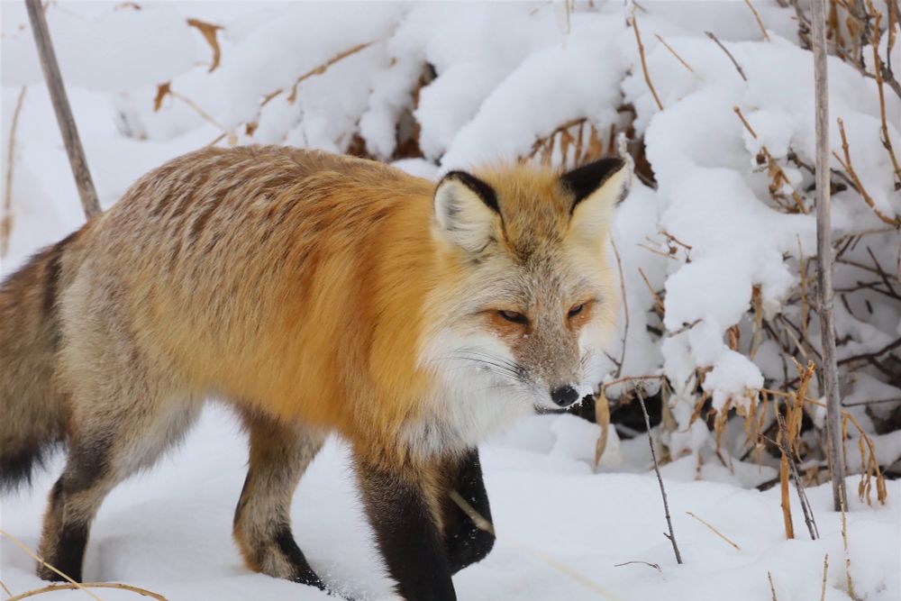 Fox walking through fresh snow. 