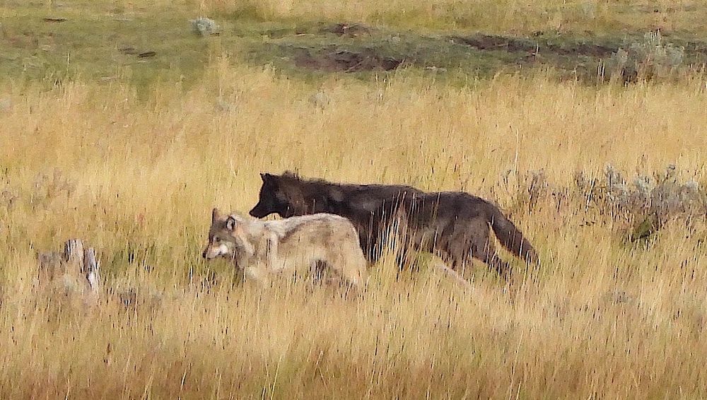 Three wolves in a tall grass prairie 

The photo is pretty fuzzzy because of the hi Iso and the type of lens I used. It's not a great photo from a technical point of view but as aa thumbnail it's adequate. 
The composition is great tho so.....