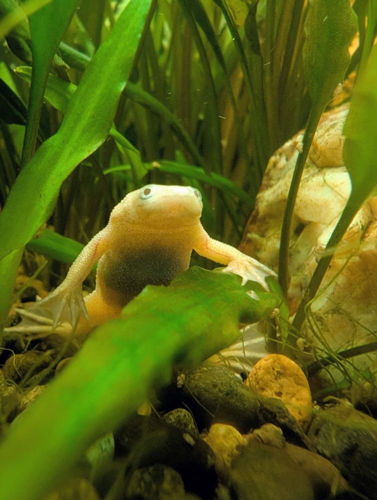 A white African dwarf frog chilling majestically among waterplants and pebbles 
