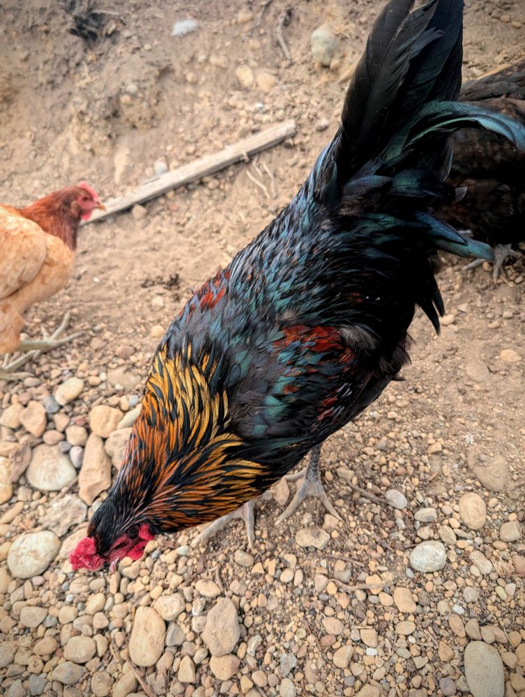 A young rooster that has a black base with colorful feathers in almost perfect chromatic order