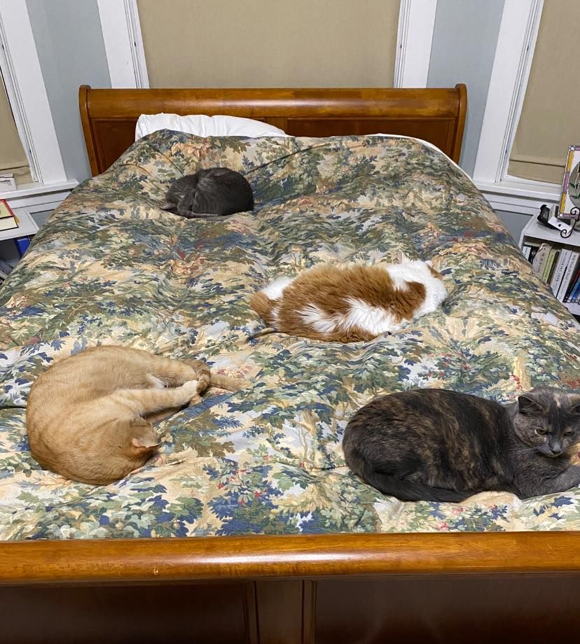 Four cats asleep on a queen size bed, one at the head, one in the middle, and two at the foot, with no room for an adult human to sleep between them. They don't care. 