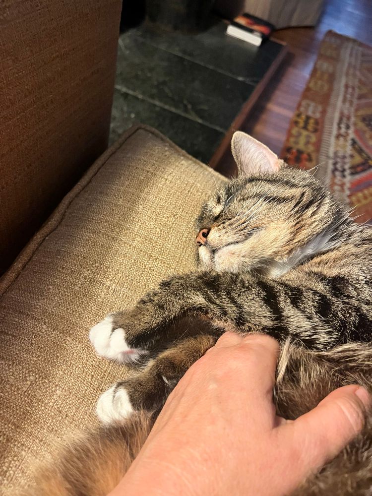 A snoozing, elderly mackerel tabby lays on her right side on a couch. A white hand is scritching her chest between two extended paws. Pictures don’t have sounds but I promise you she’s purring. 