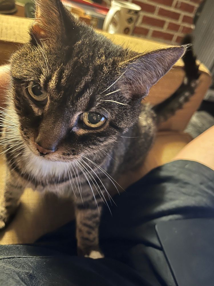 A mackerel tabby cat with a white shield stands with feet apart, glaring at the photographer for talking about her age on the internet 