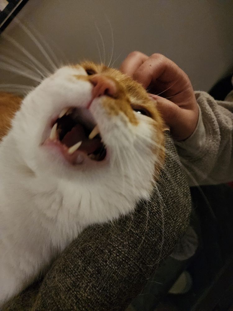 Orange and white cat with it's mouth open. It is being pet