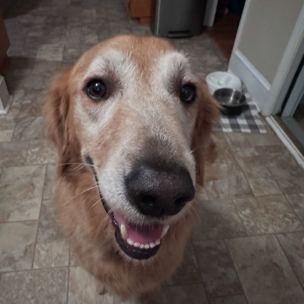 Golden retriever 