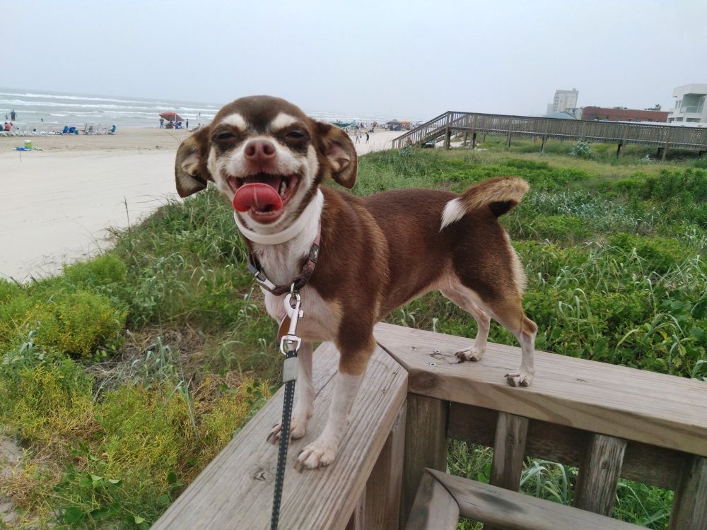 Poco the dog.