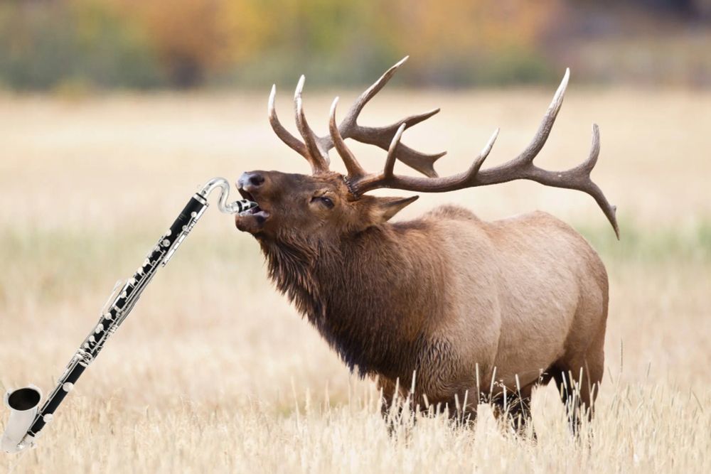 an elk in the wild with its mouth open, and an image of a bass clarinet photoshopped in