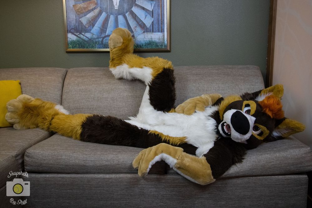 White, tan, and brown German shepherd-husky mutt fursuiter lying on a couch, practically upside down. His belly is up, and he’s got a leg flipped up on the back of the couch. 