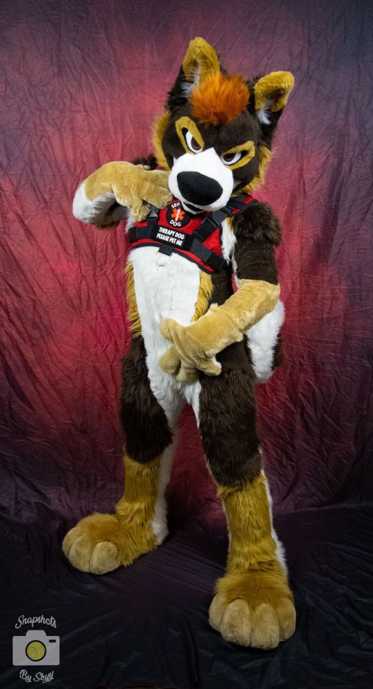 White, brown, and tan German shepherd-husky mutt fursuiter stands against a red background, staring heavily at the camera while holding his hands sensually against his body. He’s wearing a red service dog harness with a patch that reads, “therapy dog, please pet” 