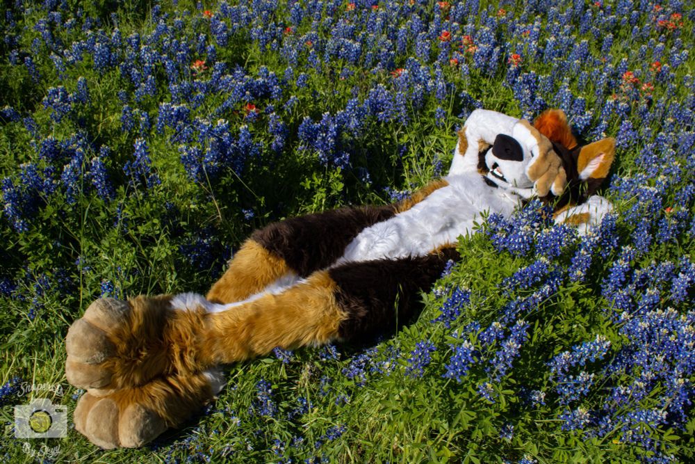 Husky/gshep mutt fursuiter lying tummy-up in a bed of bluebonnets and Indian paintbrushes, paws crossed and one arm over his head to cover his eyes