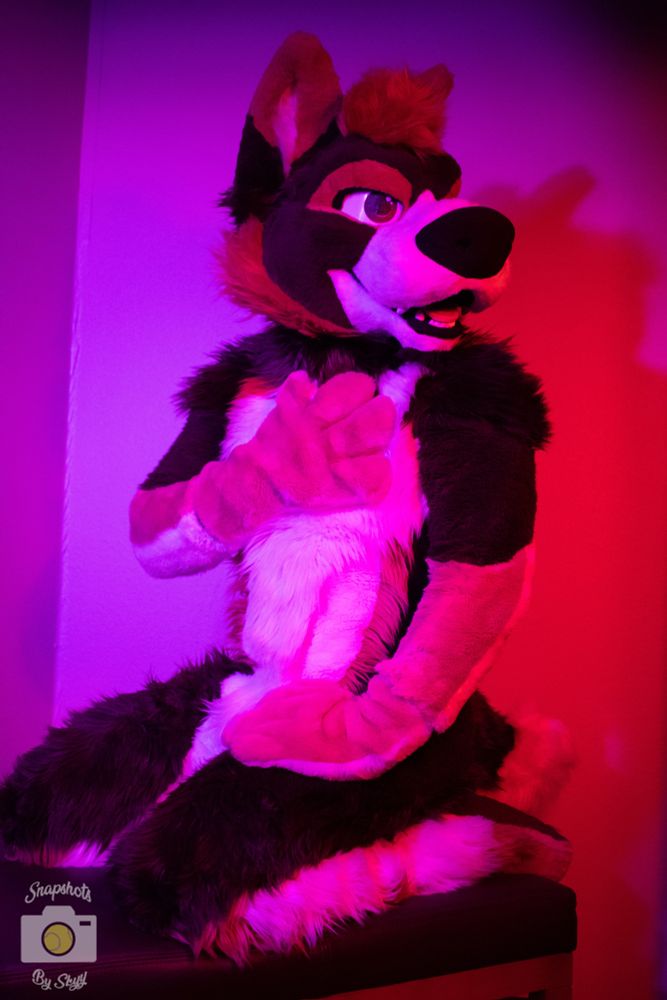 A brown, tan, and white gshep-husky mutt fursuiter kneels on an ottoman, one hand on his chest and the other his thigh. He’s sitting in a color wash, with purple on one side and red on the other. 