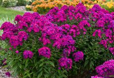 Purple Phlox