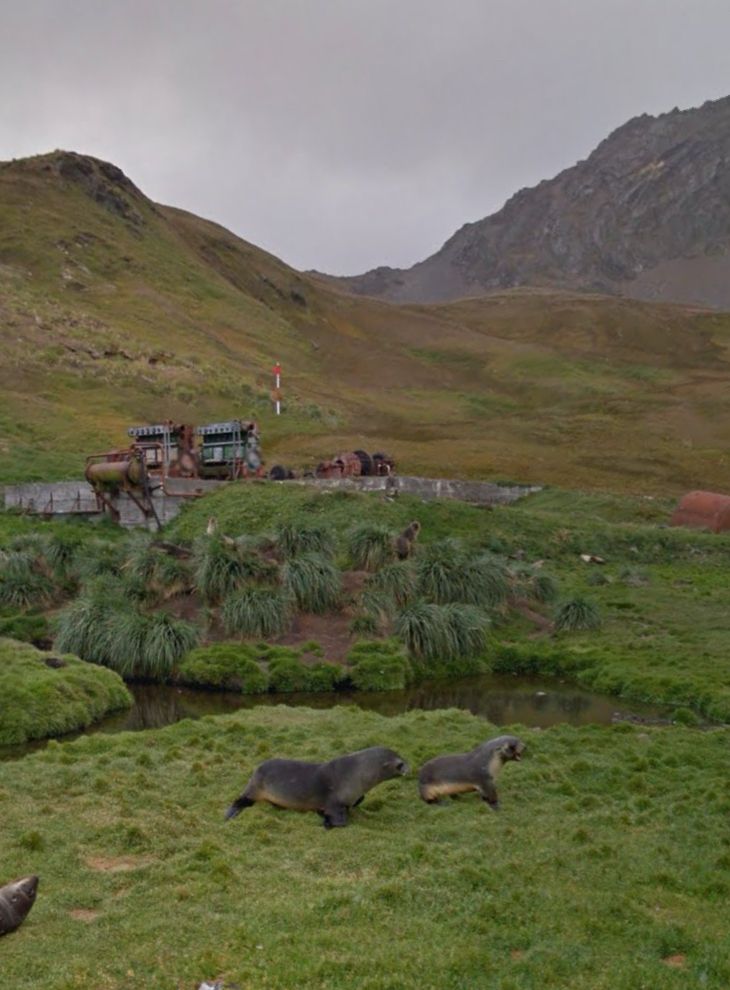 phoques dans l'herbe à grytviken (géorgie du sud)