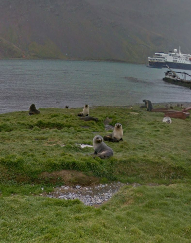 phoques dans l'herbe à grytviken (géorgie du sud)
