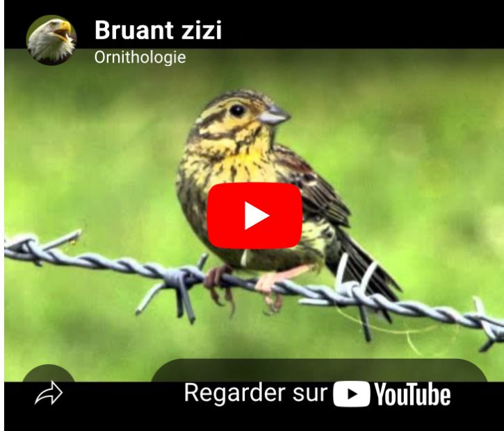 miniature d'une vidéo youtube intitulée modestement "bruant zizi", gros plan sur un petit oiseau jaune et brun 