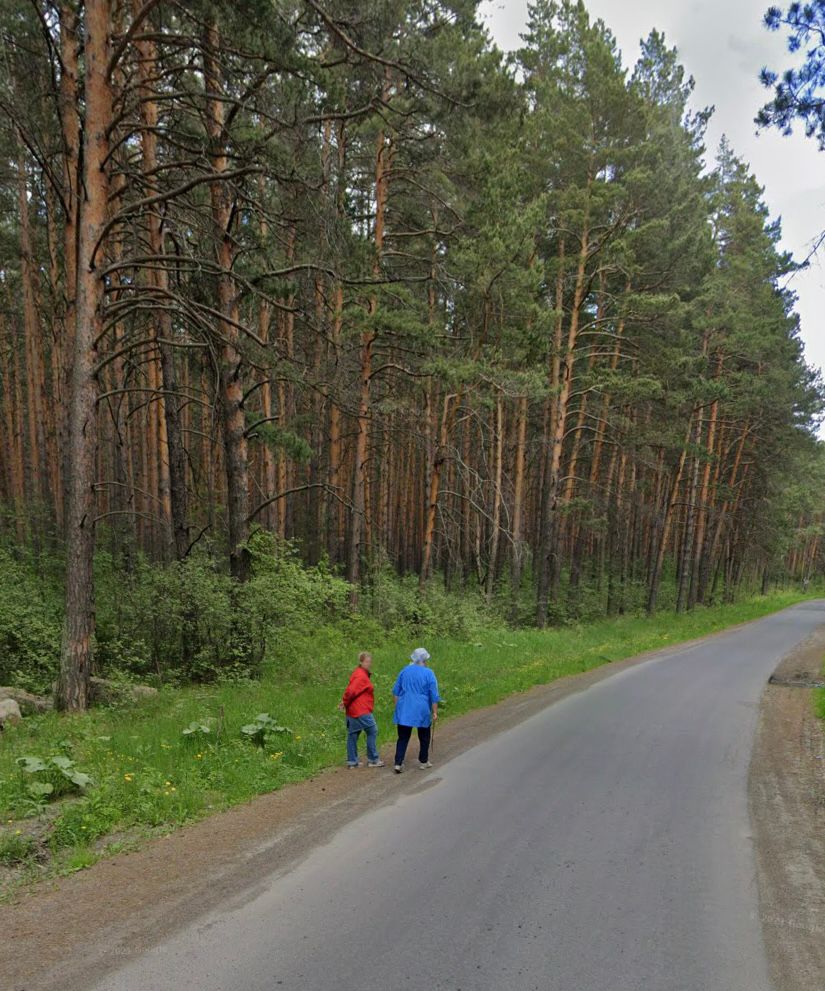 une forêt à irkoutsk (russie)