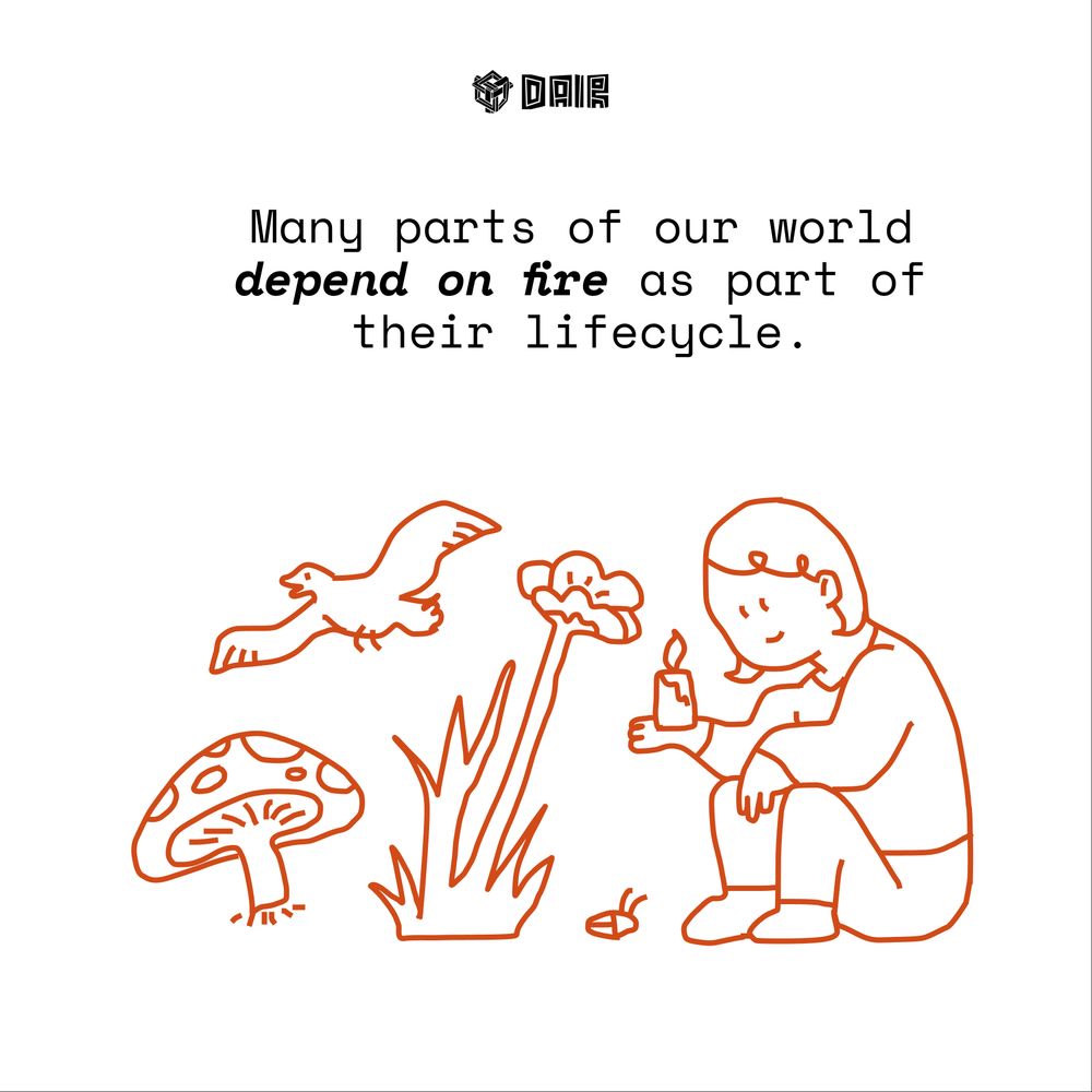 A sketch of a person holding a candle, sitting down, next to a plant, mushroom, and a bird, all in the color orange. Text in black says
"Many parts of the world depend on fire as part of their lifecycle."