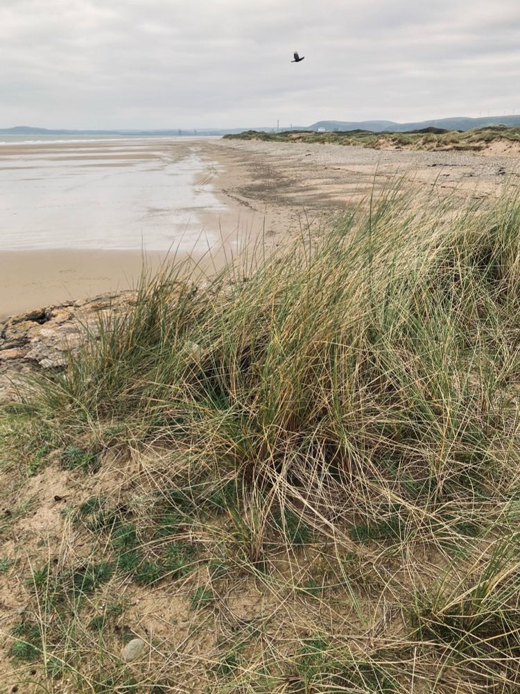 View of Sker Beach with wild grass in the foreground and a bird flying overhead 