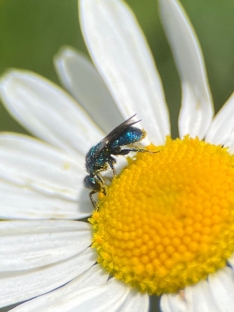 A metallic blue wasp collecting pollen from a daisy like flower.