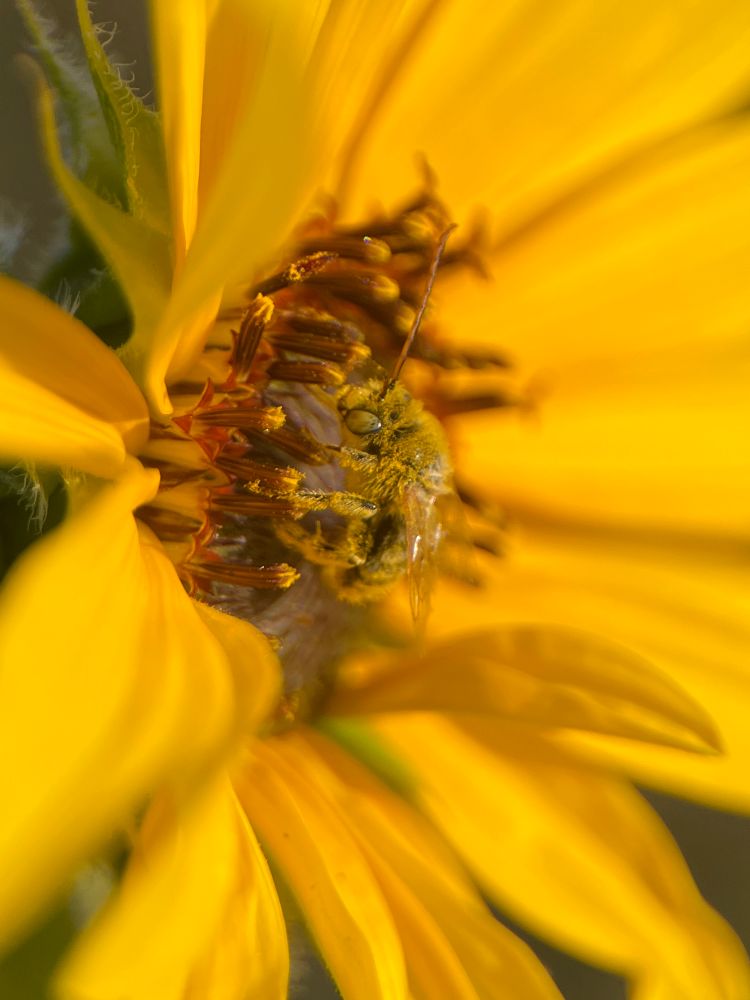 A small native bee on a sunflower. It is very fuzzy and covered with pollen. It is a side view.