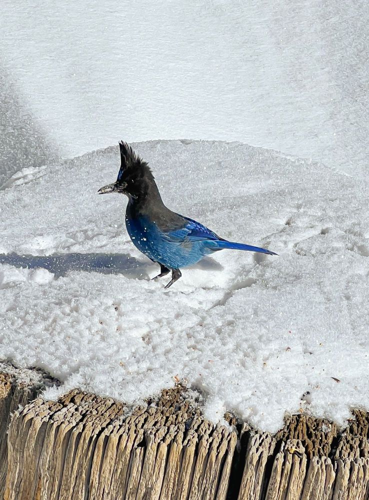A Stellar Jay sitting in snow on an old tree trunk eating seed that I threw onto the trunk. The bird is mainly bright blue with a dark head and a crest that stands straight up. There is snow on the bird's beak.