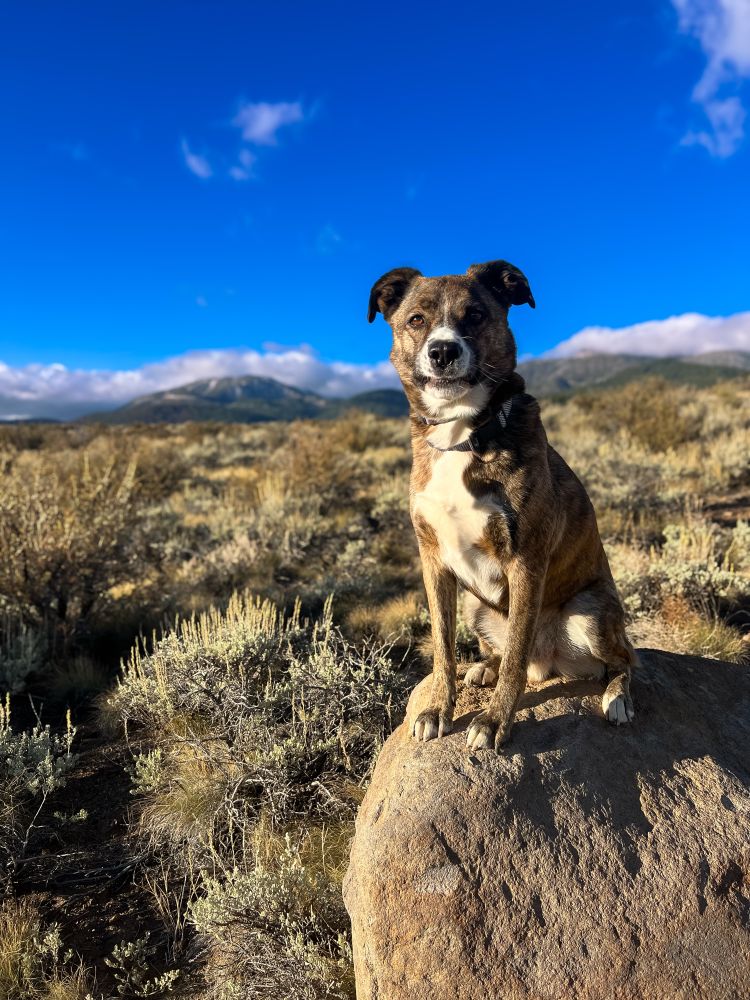 A brown brindle dog with a white chest sitting on a boulder. He is looking right at the camera. It is a sage Rush landscape with forted mountains in the background. The sky is mainly clear except for clouds sitting on top of the mountain.