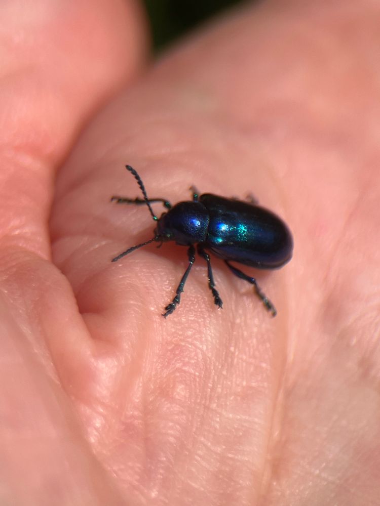 A deep metallic blue beetle on my hand. From Wikipedia: C. cobaltinus has an iridescent cobalt-blue exoskeleton. Both sexes range from 6–9 millimetres (0.24–0.35 in) in length, with clubbed antennae. It rarely has an exposed pygidium (butt). The body is oval, although the ventral is not prominently convex.