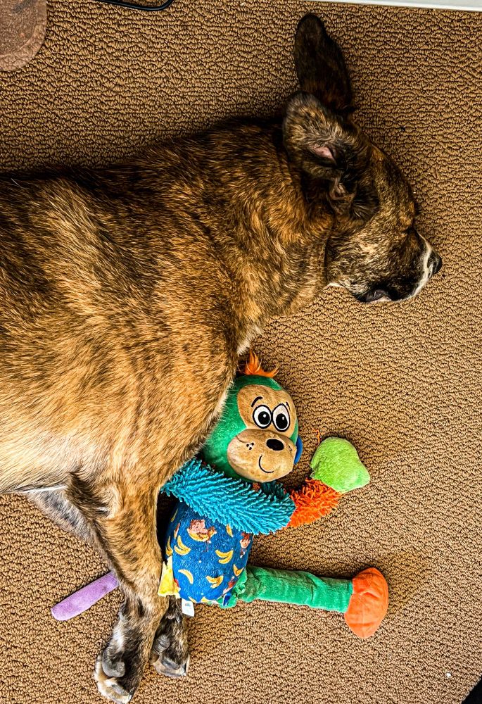 A brown brindle dog asleep on the floor with their favorite monkey toy in between this front paws.