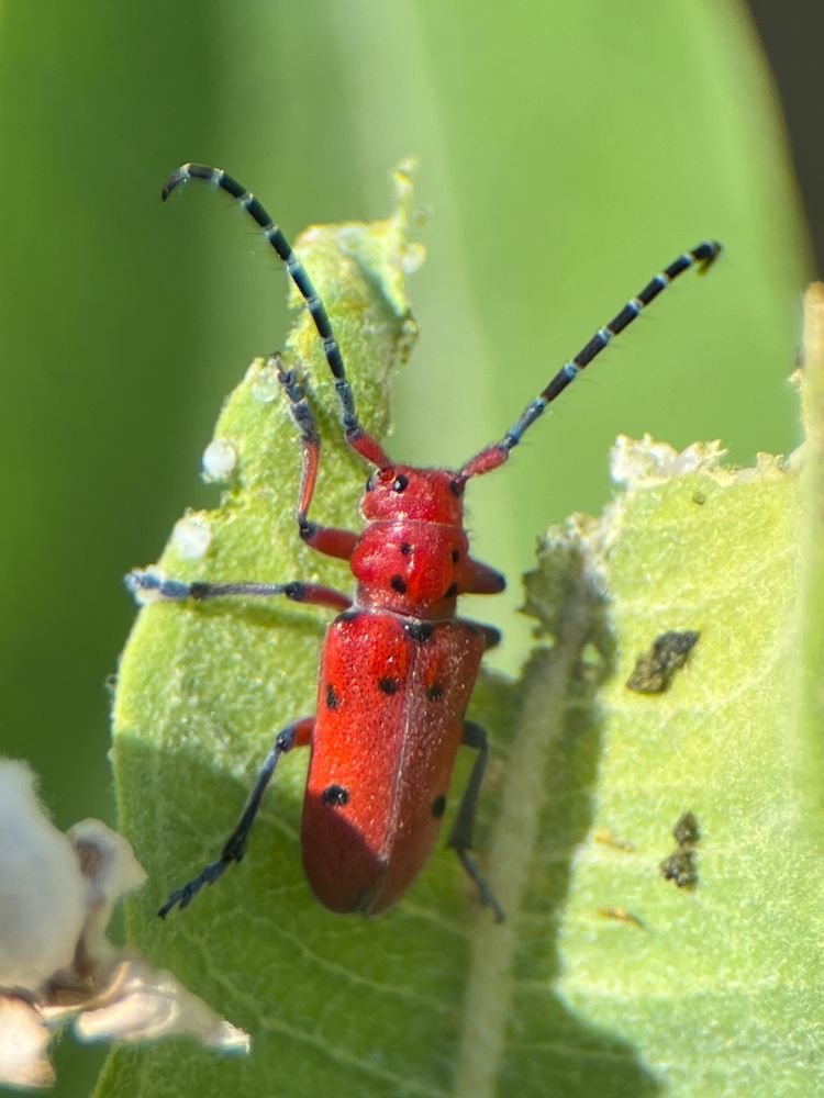 A long red beetle is lots of black dots, black legs except a red femur, and long antennae perched of the end of a half chewed milkweed leaf 