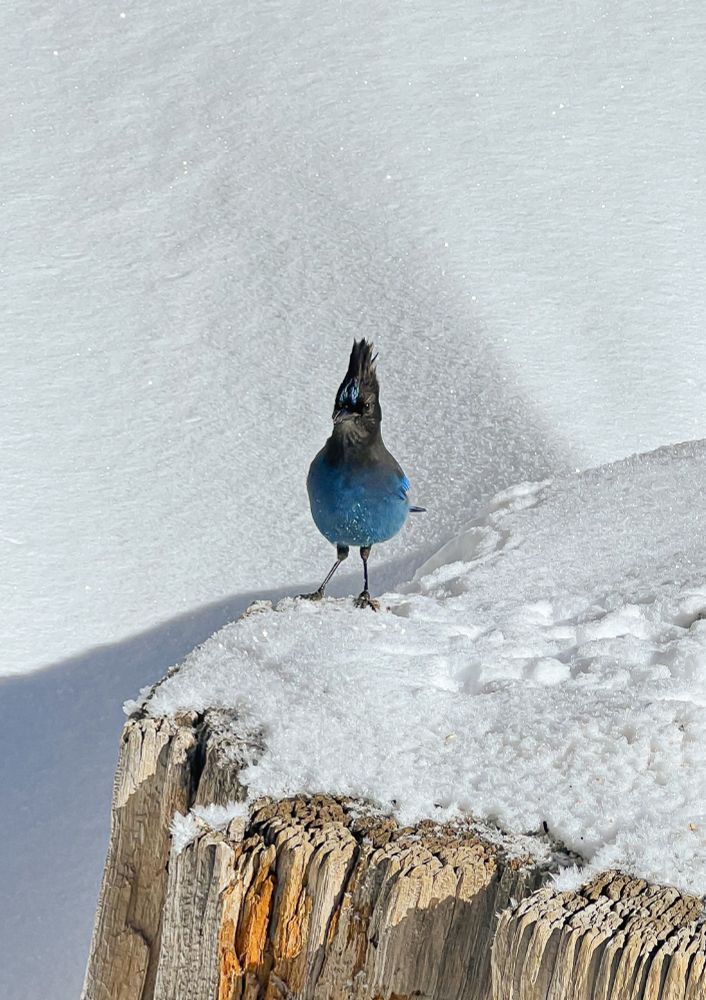 A Stellar Jay sitting in snow on the edge an old tree trunk looking directly at the camera. The bird is mainly bright blue with a dark head and a crest that stands straight up. There is snow on the bird's chest.
