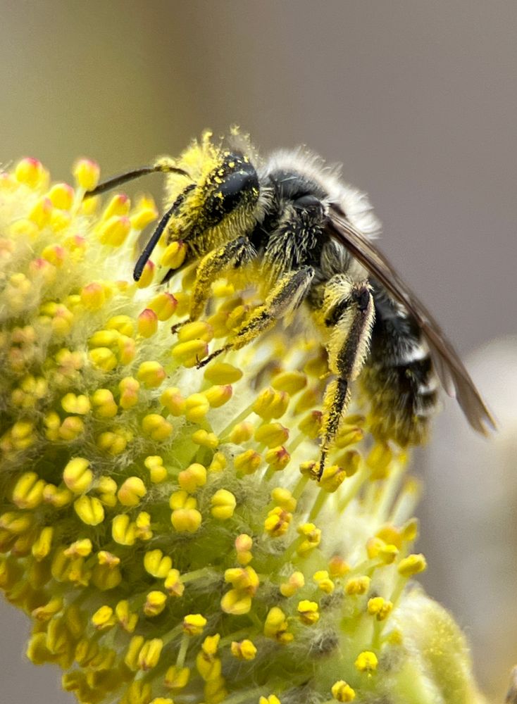 A small black bee on a catkin of a willow that is covered in pollen and small yellow florets. The bee has a large dark eye, is very fuzzy and alternating with black and white stripes. The bee is covered in yellow pollen.