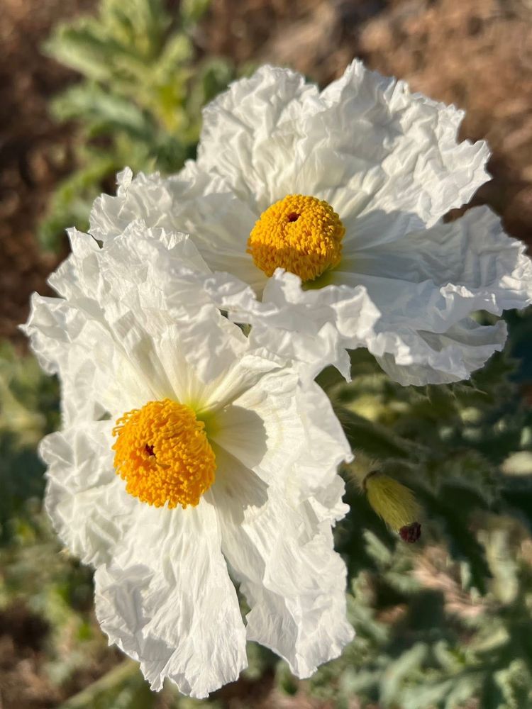 Two prickly poppies side-by-side freshly bloomed in the morning sun. Likely from June.

From Wikipedia:

This poppy bears its flowers on erect, spiny stems which can exceed a meter in height. The blue-green or mint-green, lobed leaves are also very prickly. The white poppy blooms usually have six crinkly petals, each up to 4 centimeters long, and three sepals. The center of the flower is surrounded by a dense ring of up to 250 small yellow or orange stamens bearing the pollen with the dark pistil in the center.