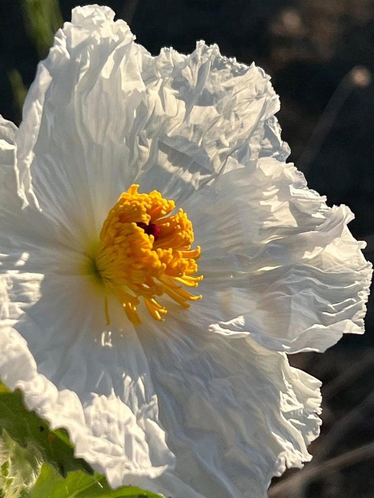 A single prickly poppy freshly bloomed in the morning sun. Likely from June.

From Wikipedia:

This poppy bears its flowers on erect, spiny stems which can exceed a meter in height. The blue-green or mint-green, lobed leaves are also very prickly. The white poppy blooms usually have six crinkly petals, each up to 4 centimeters long, and three sepals. The center of the flower is surrounded by a dense ring of up to 250 small yellow or orange stamens bearing the pollen with the dark pistil in the center.