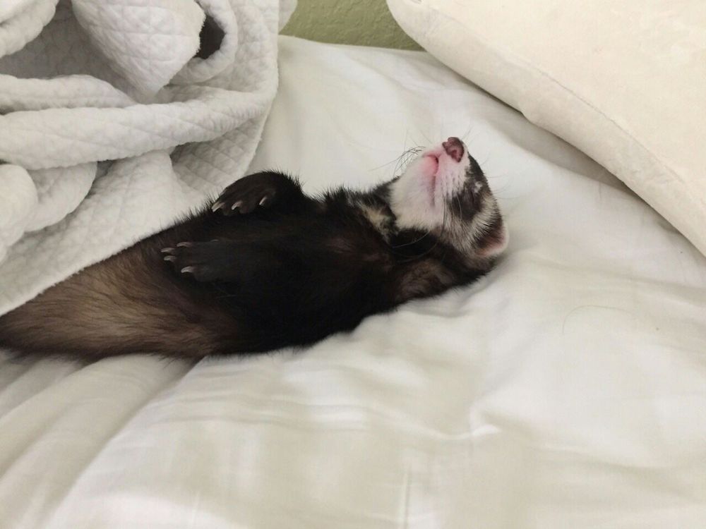 Image of dook