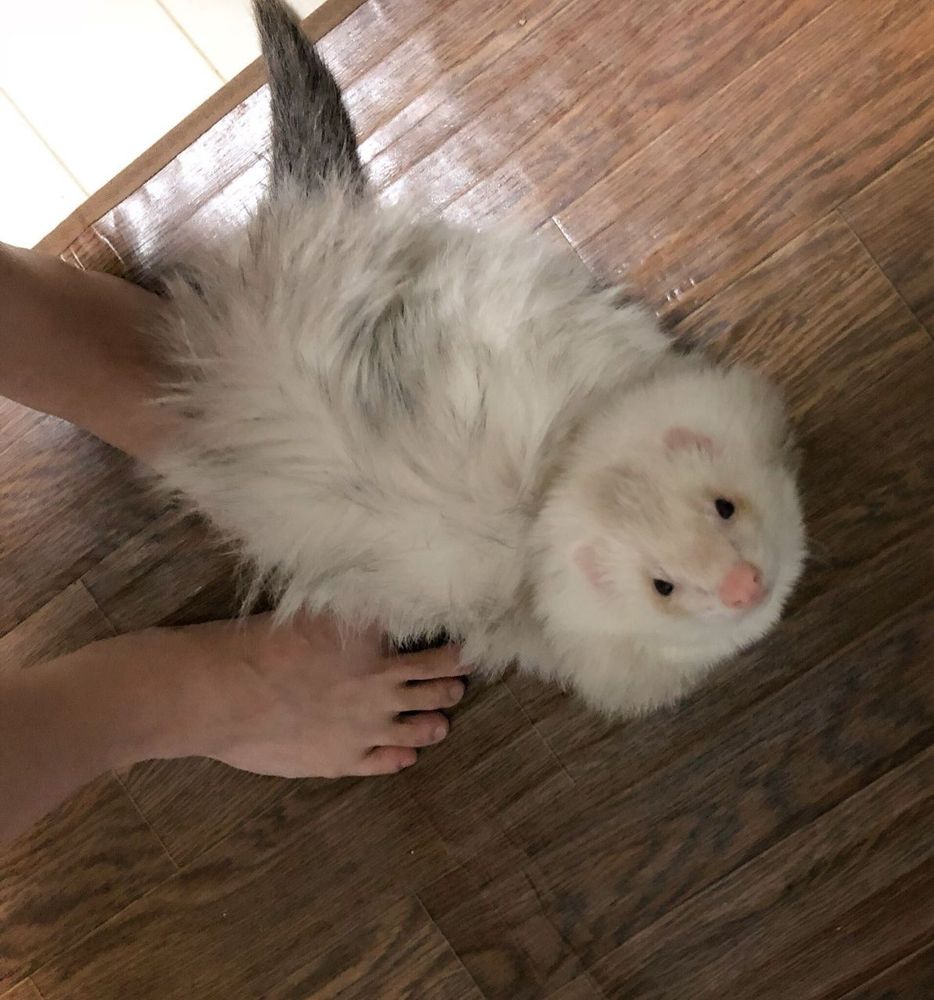 Image of dook