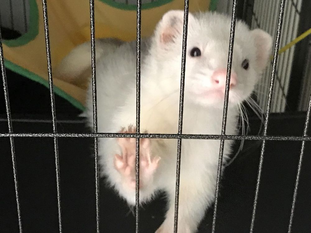 Image of dook