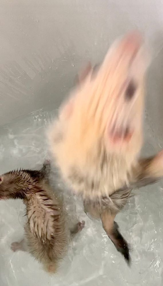 Image of dook