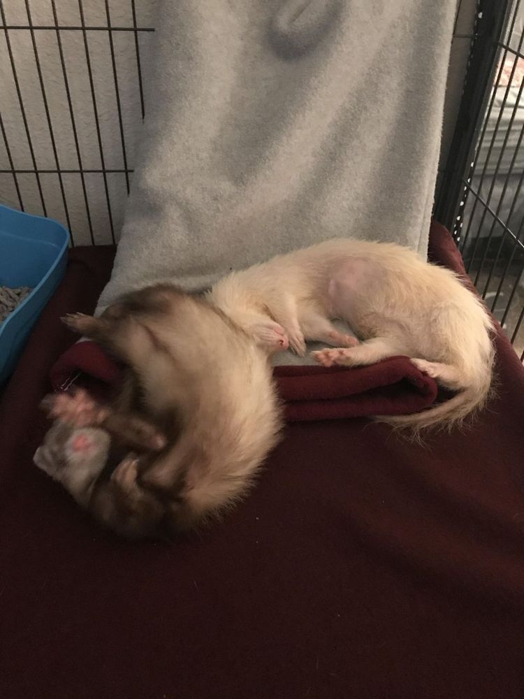 Image of dook