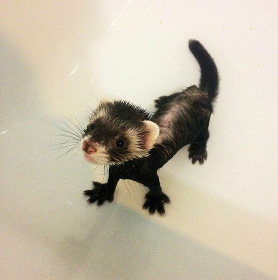 Image of dook